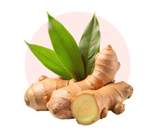 Himalayan Mountain Ginger